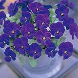 ビオラ：ビビ　オーシャンブルー3～3.5号ポット 8株セット ノーブランド品