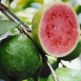 大実グァバ苗　(グアバ苗)(赤実) 取木苗