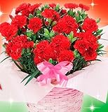 母の日ギフトカーネーション鉢植え 母の日の大定番商品 高品質な商品をお届けいたします。