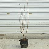 花材としても人気が高い！庭木・植木：ピンクネコヤナギ（桃色猫柳）