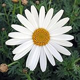 マーガレット：サワーリップル4号ポット 2個セット[静岡県オリジナル品種・リップル系] ノーブランド品