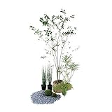 オンリーワン　エントランス向け植栽セット　シック　アロニア　カッコいい景色　KJ6-SET12