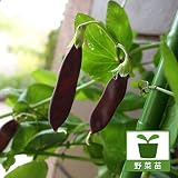 [野菜タネ]ツタンカーメンえんどうの苗3号ポット 6ポットセット
