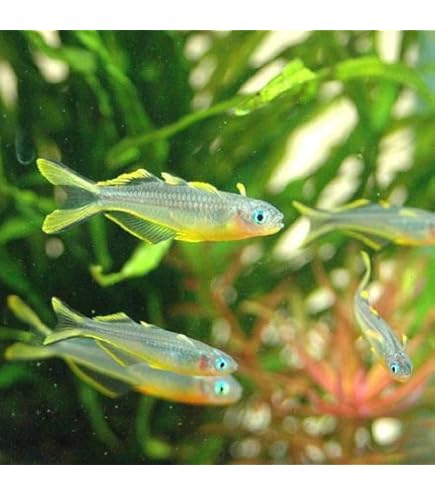 Amazon | (熱帯魚 生体)インディアングラスフィッシュ （約2cm）（5