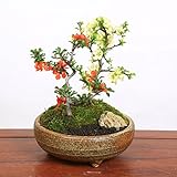 小品盆栽：紅白長寿梅寄せ植え（信楽焼小鉢）*