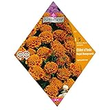 [花タネ][フランス花の種]フレンチマリーゴールド　ハニカム レッド＆ゴールド* ノーブランド品