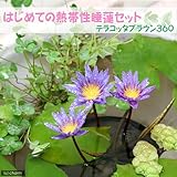 (ビオトープ/睡蓮)はじめての熱帯性睡蓮セット 睡蓮 青紫+ムチカ+浮草+睡蓮鉢(テラコッタブラウン)他 説明書付 本州・四国限定[生体]