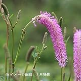 山野草:カライトソウ (唐糸草) 10.5cmポット仮植え苗5ポットセット【紫桜館山の花屋】