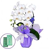 鳩居堂のお線香　白鳩　特選ミディ胡蝶蘭 2本立ち 白色 4号陶器鉢　お供えラッピング　セット