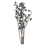 大地農園 ドライフラワー ブラックベリー (5本入り) ナチュラル DO022060-000