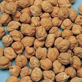 【メール便配送】　国華園　野菜たね　豆　プリンスひよこ豆　1袋(50ml)【※発送が国華園からの場合のみ正規品です】