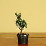 苗：八房小葉キャラボク