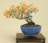 いよじ園 ピラカンサ / 根上り （小品盆栽） 【雑木盆栽】いよじ園