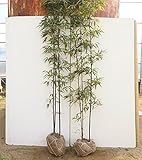 【ノーブランド品】 クロチク 樹高1.5m前後 根巻き 2株セット