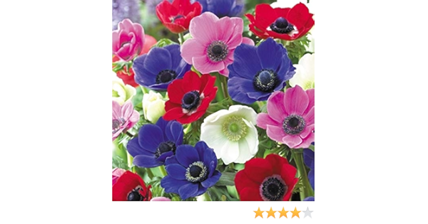 Amazon 国華園 秋植え球根 アネモネ デカン 桃花 10球 Diy 工具 ガーデン