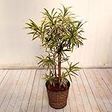 【日比谷花壇】観葉植物「ソングオブインディア・バスケット」