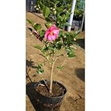 サザンカ赤 (タチカン) 5号ポット