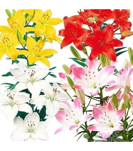 Amazon.co.jp: スカシユリ 球根 10球入 : DIY・工具・ガーデン