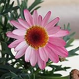 マーガレット：パーカッション　ディープローズ11cmポット 2株セット