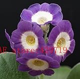 200 PCS italy primrose seeds Imported Rare Primula malacoides Seeds, Primrose Bonsai Flower Seeds fo