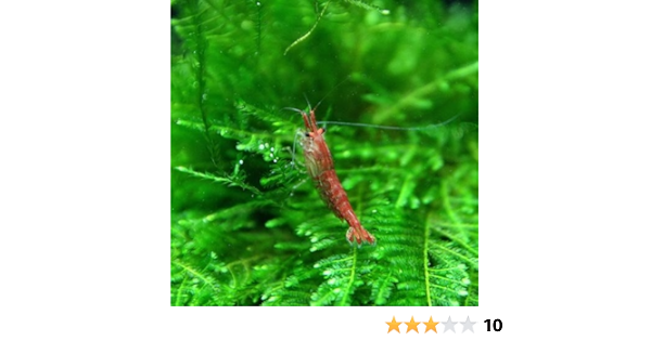 Amazon エビ レッドチェリーシュリンプ 約1 5cm 30匹 生体 観賞魚 水中生物 通販