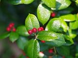 【6か月枯れ保証】【葉や形を楽しむ木】クリスマスホーリー 0.5m