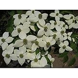 S3-ヤマボウシ 単木 樹高1.5m前後