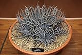 【多肉植物/種子】Aloe Parvula ★アロエ・パルブラ/女王錦 種子５粒 [並行輸入品]