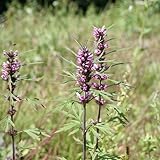 (山野草) メハジキ(益母草) 3号(1ポット) 本州・四国限定[生体]