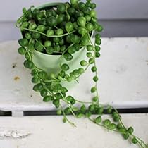 多肉寄せ植え♡グリーンネックレス 多肉植物の寄せ植えバケツ♡グリーンネックレスの寄せ植え