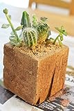 多肉植物 寄せ植えキット ウッド