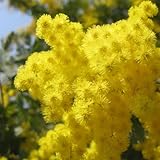 ミモザ 3年生苗