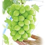 国華園　果樹苗　ブドウ　シャインマスカットP　接木苗　ウイルスフリー苗　1株【※発送が国華園からの場合のみ正規品です】