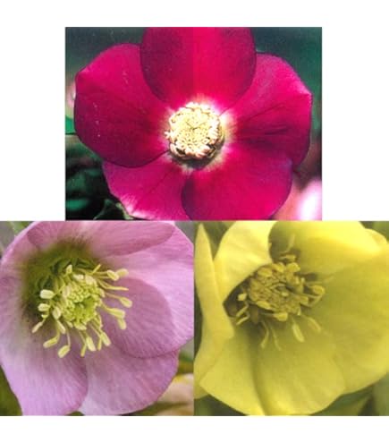 Amazon.co.jp: 【クリスマスローズ】 アンジェリエ （八重咲き） 3号