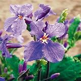 国華園　花たね　紫花菜　1袋（100粒）【※発送が国華園からの場合のみ正規品です】