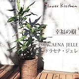 幸福の木　ドラセナ ジェレ8号鉢 (幸福の木　ドラセナ　ジェレ)