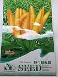 【 珍種子】５０粒入 黄色とうがらし 上向きのとうがらし 畑だけでなくプランターや鉢でも栽培が可能です。　(50粒入)　
