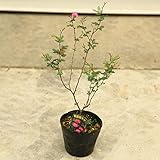 ちいさなピンク色のお花が可愛いです!苗:高麗姫ネム(姫高麗ネム)合歓