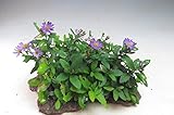 山野草　野紺菊の石付け　2017秋開花予定