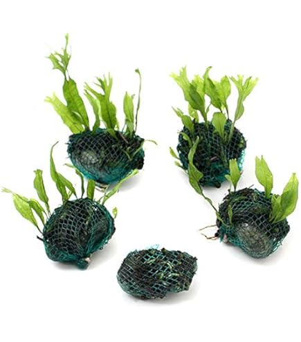 ウェンディロブ 流木2本セット ウェンディロブ 流木2本セット 10250016.jpg