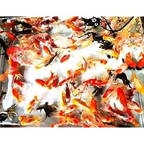 【金魚のぶーちゃん】西国三十三所　散華　全33枚セット　美品 金魚のぶーちゃん様専用】西国三十三所 散華 全33枚セット 美品