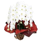 胡蝶蘭 お祝い用 3本立ロング 成功フラワー