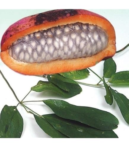 Amazon | あけび苗木 五つ葉アケビの苗木 13.5cmポット苗 1年生 | 果物