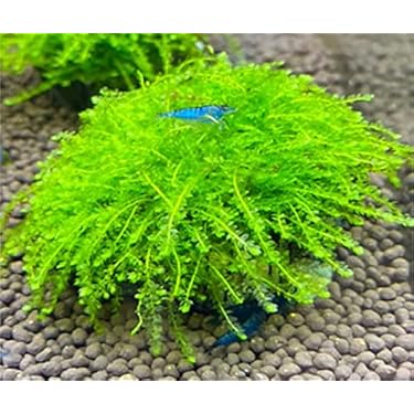 Amazon.co.jp ほしい物ランキング: 生体（水草） で、ほしい物リストと