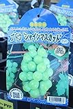 果樹苗　ぶどう　シャインマスカット　1年生　【送料込価格】
