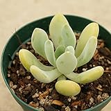 アズマビジン 東美人 7.5cmポット パキフィツム Pachyphytum pachyphtooides 福岡県産 多肉植物 多肉 観葉植物 インテリアグリーン 寄せ植えに
