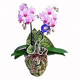 ミディ胡蝶蘭 2本立ち 4号陶器鉢 ブランド風呂敷ラッピング　アタラシキイキシエ　両面風呂敷　karakusa