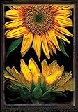High Quality Sunflowers on Black 28 x 40-Inch Decorative USA-Produced House Flag