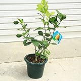 庭木・果樹：サイパンレモン　良品！*鉢植え庭植えにもぴったりです！