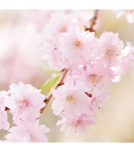 Amazon.co.jp: ITANSE 桜の苗木 雅桜(ミヤビザクラ) 6号 1個売り